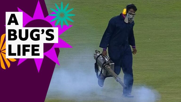 Flies: Unforgettable, Bizarre Cricket Halt!